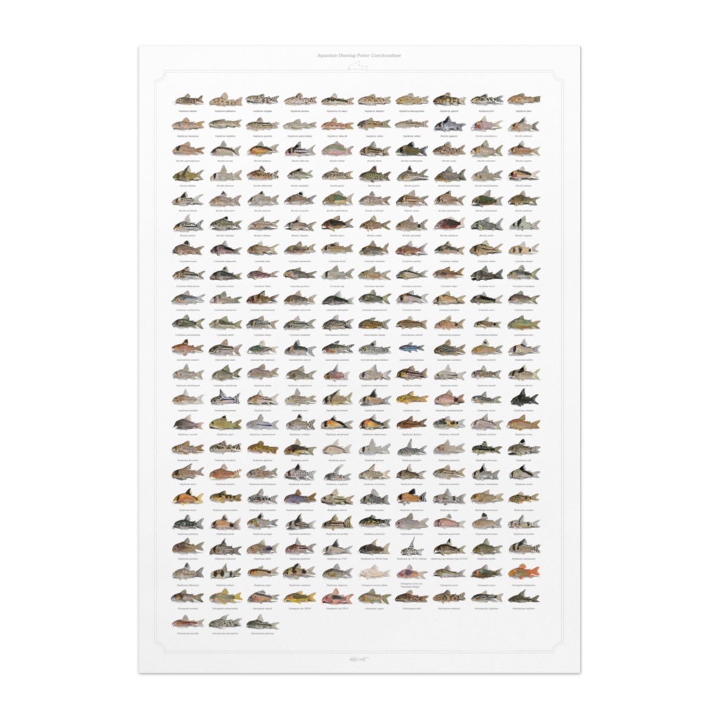 Osakanacraft Drawing A1 Poster Corydoradinae 