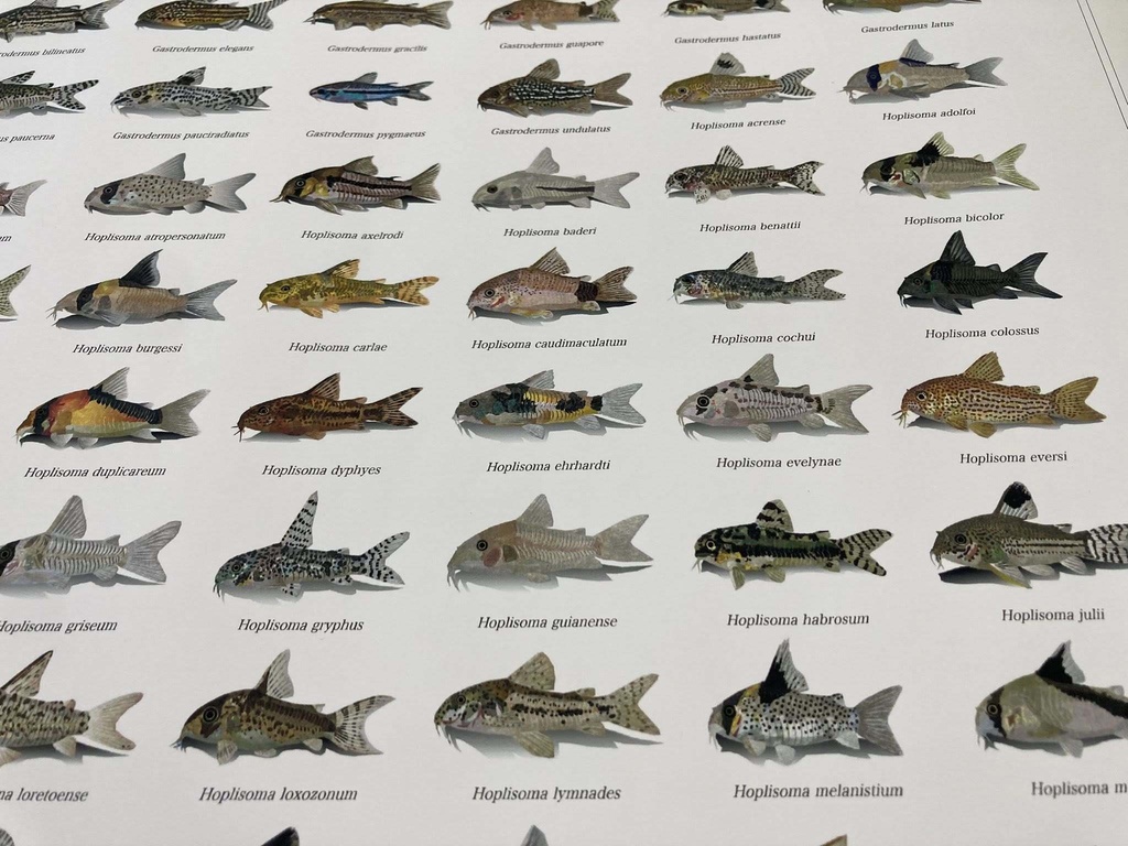 Osakanacraft Drawing A1 Poster Corydoradinae