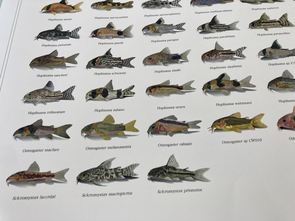 Osakanacraft Drawing A1 Poster Corydoradinae