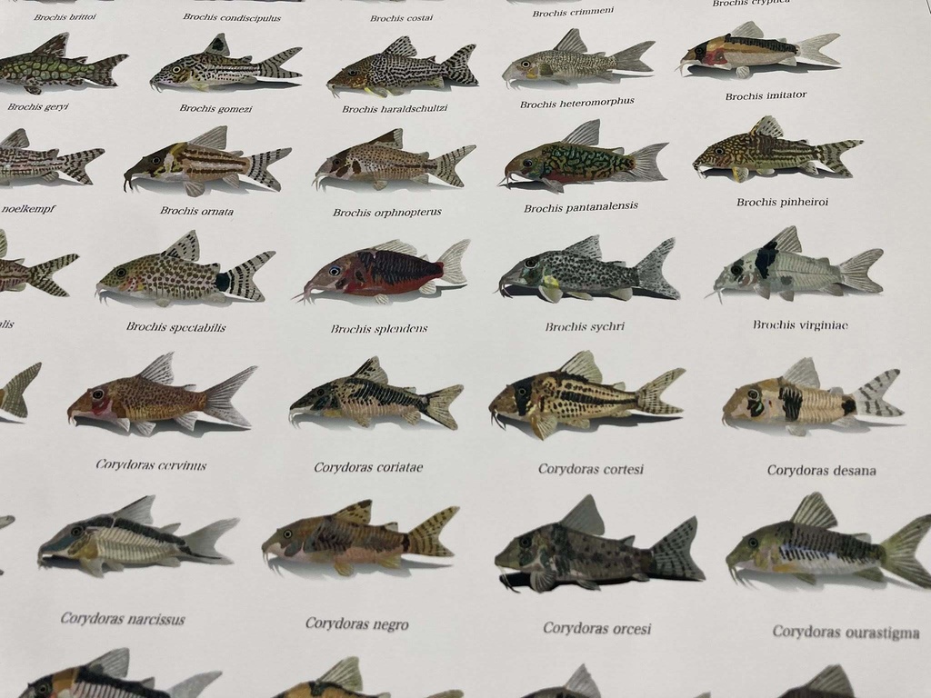 Osakanacraft Drawing A1 Poster Corydoradinae
