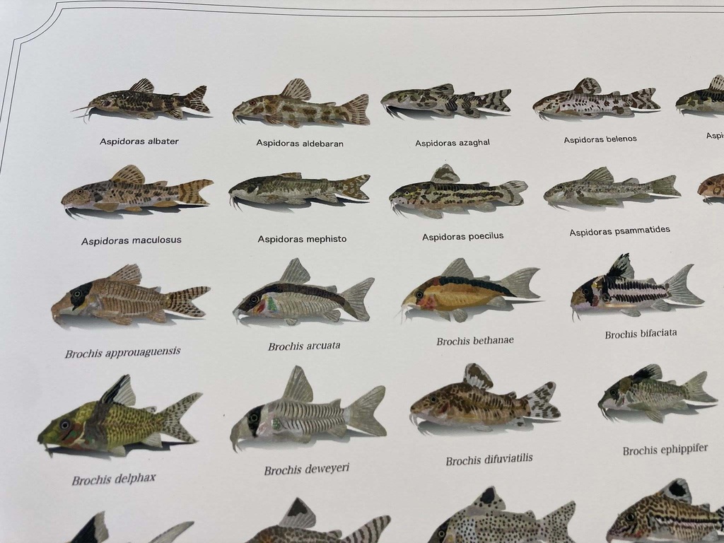 Osakanacraft Drawing A1 Poster Corydoradinae