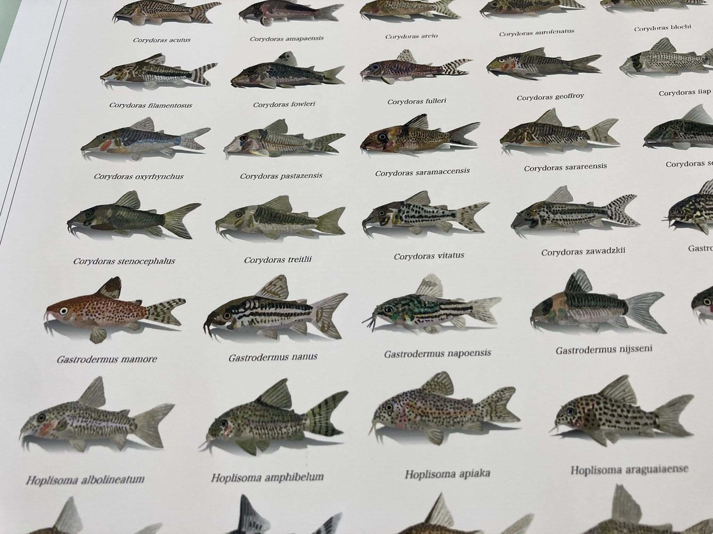 Osakanacraft Drawing A1 Poster Corydoradinae