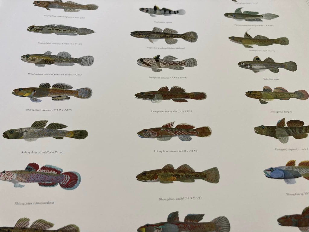 Osakanacraft A1 Drawing Poster Goby