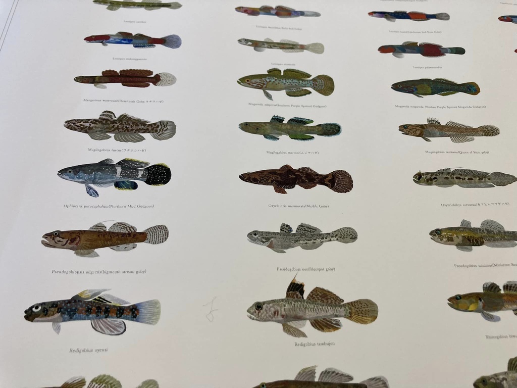 Osakanacraft A1 Drawing Poster Goby