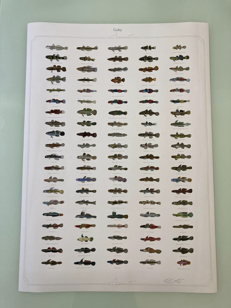 Osakanacraft A1 Drawing Poster Goby