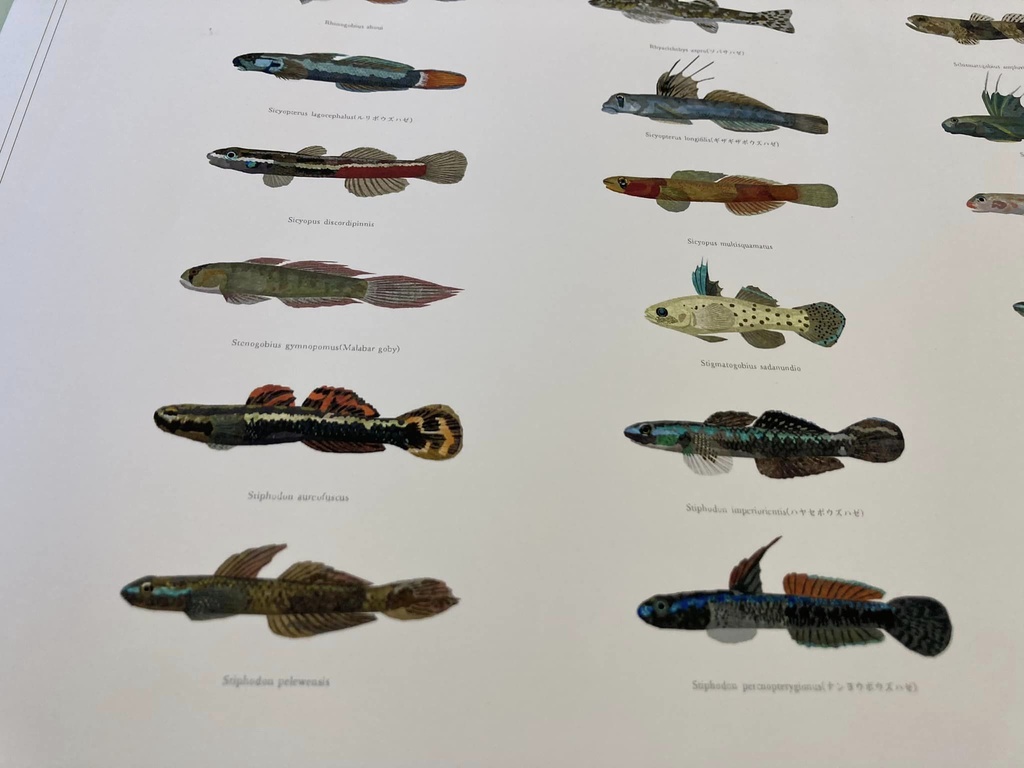Osakanacraft A1 Drawing Poster Goby