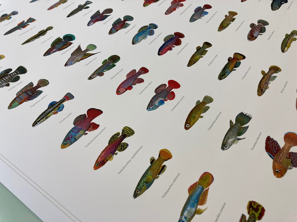 Osakanacraft A1 Drawing Poster Killifish