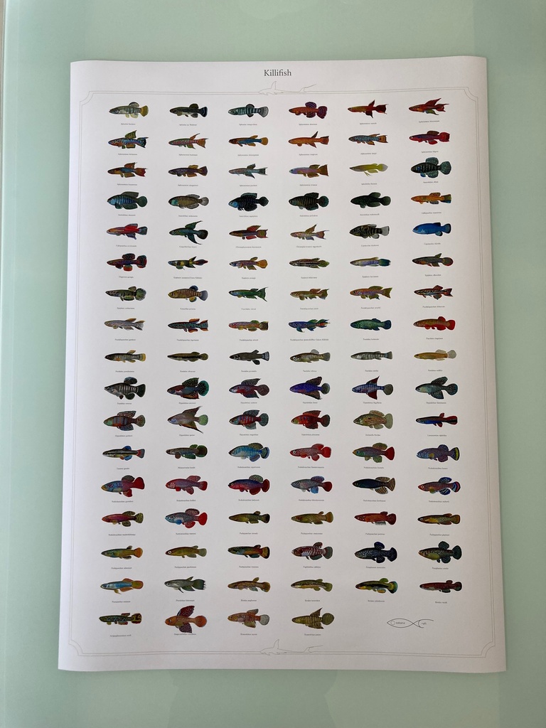 Osakanacraft A1 Drawing Poster Killifish