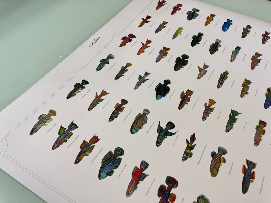Osakanacraft A1 Drawing Poster Killifish