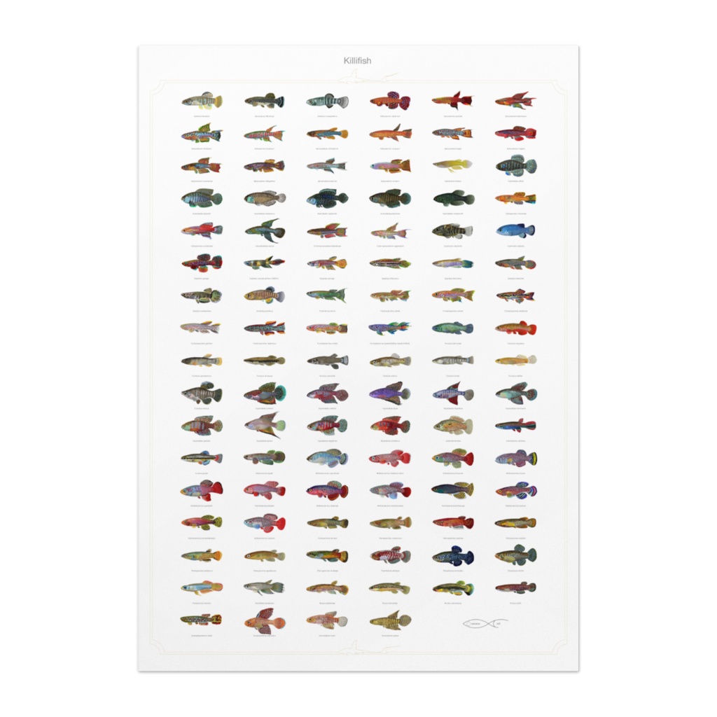 Osakanacraft A1 Drawing Poster Killifish
