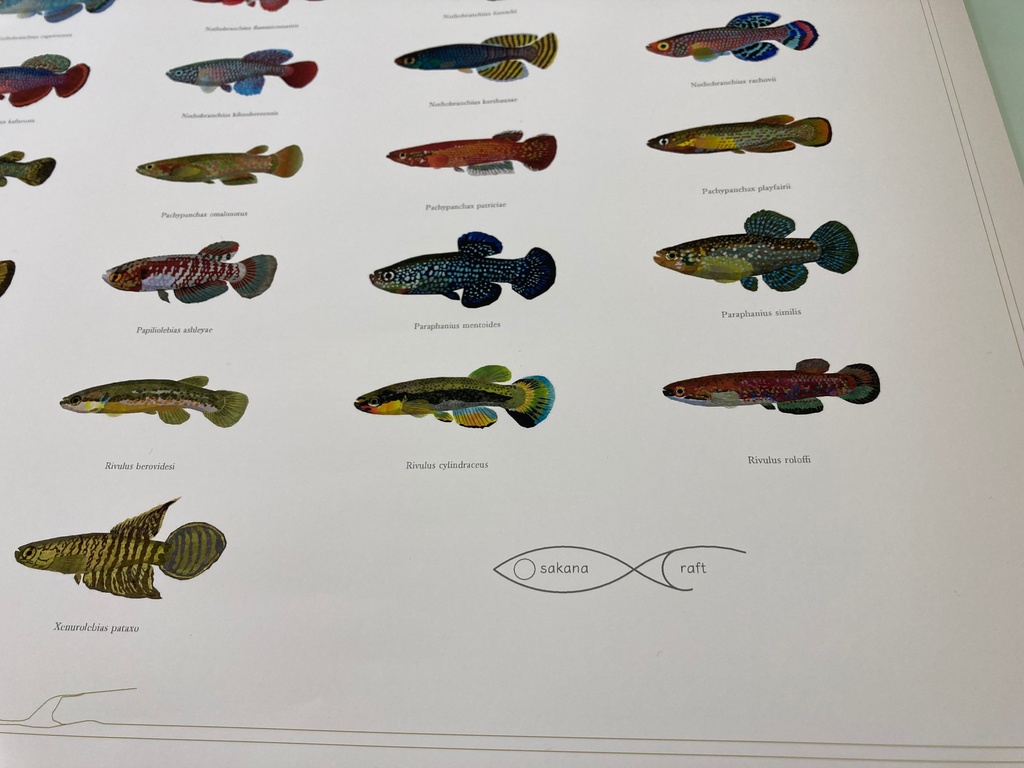 Osakanacraft A1 Drawing Poster Killifish