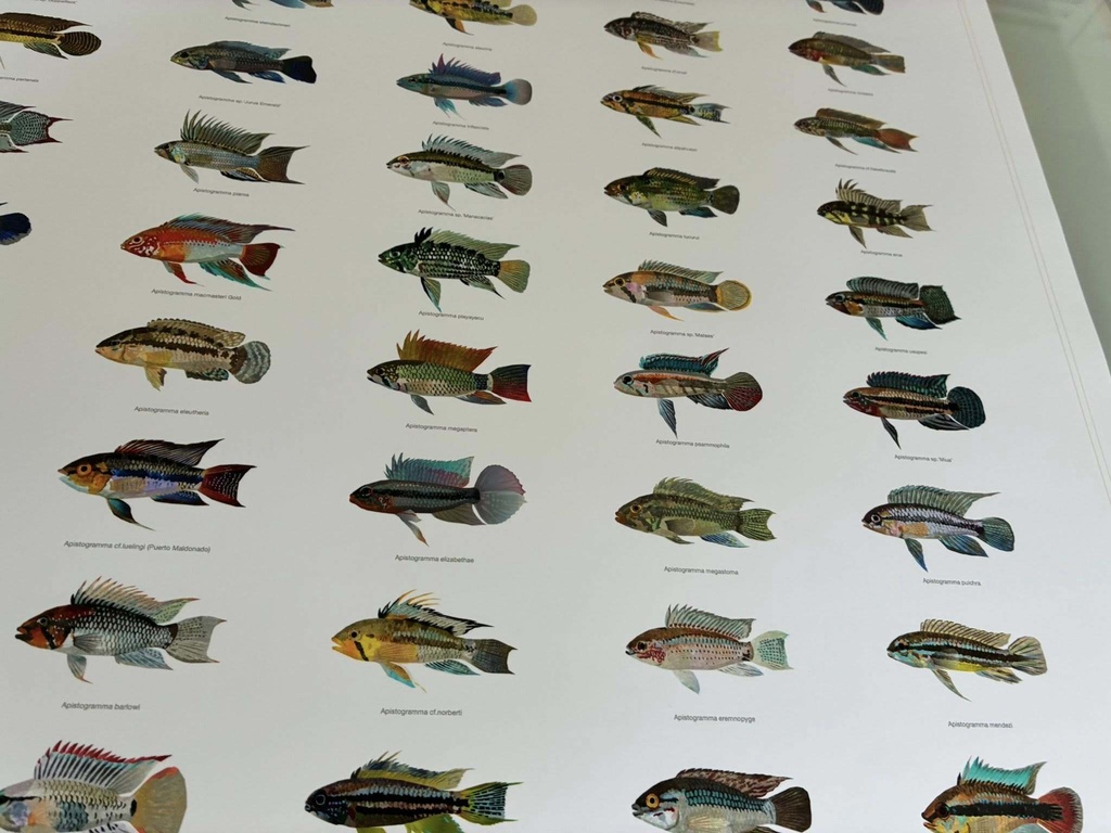 Osakanacraft A1 Drawing Poster Apistogramma