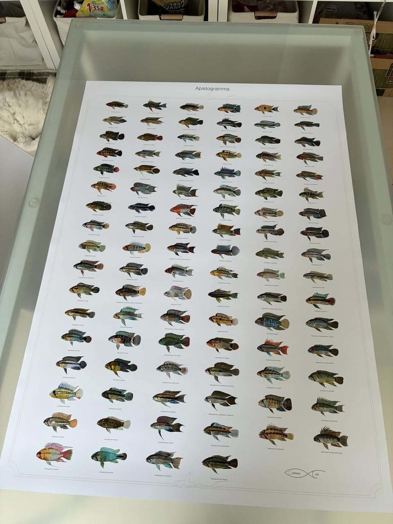 Osakanacraft A1 Drawing Poster Apistogramma