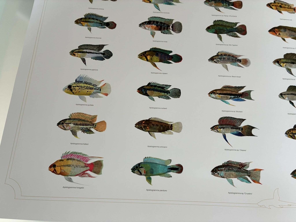 Osakanacraft A1 Drawing Poster Apistogramma