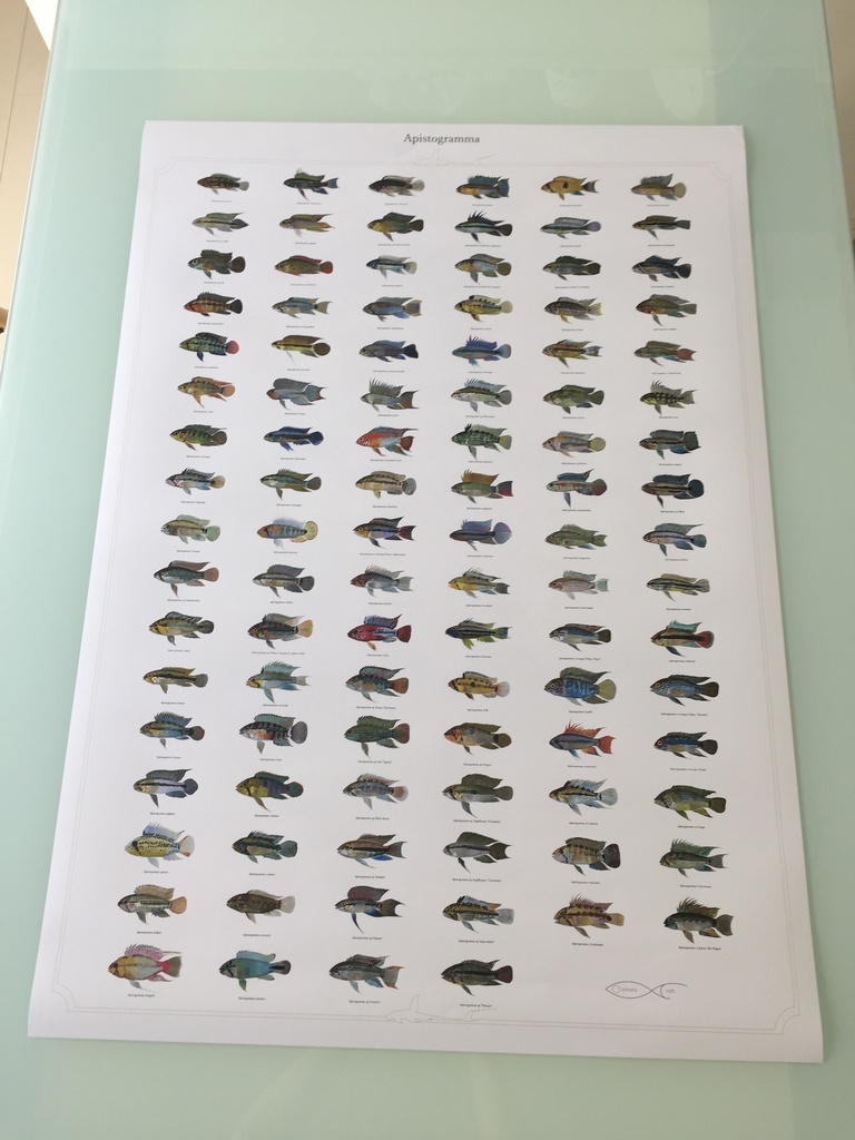 Osakanacraft A1 Drawing Poster Apistogramma