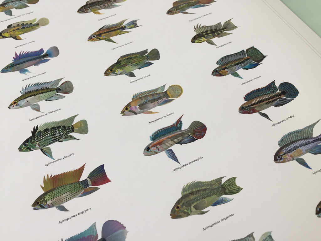 Osakanacraft A1 Drawing Poster Apistogramma