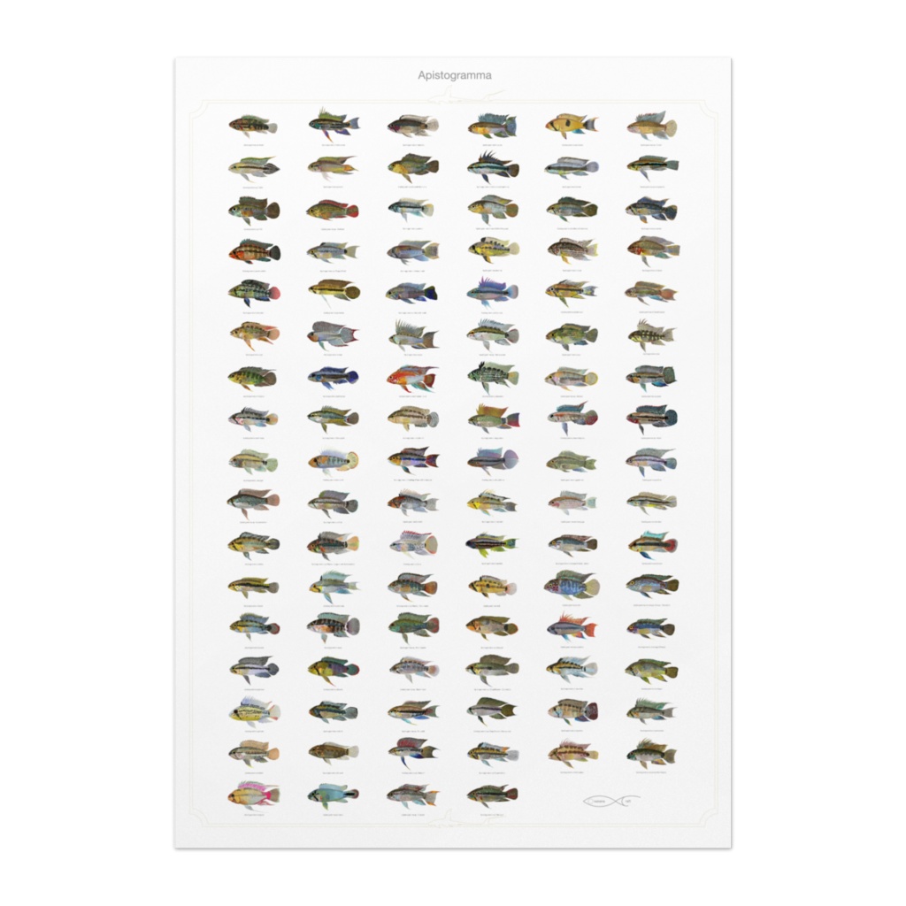 Osakanacraft A1 Drawing Poster Apistogramma