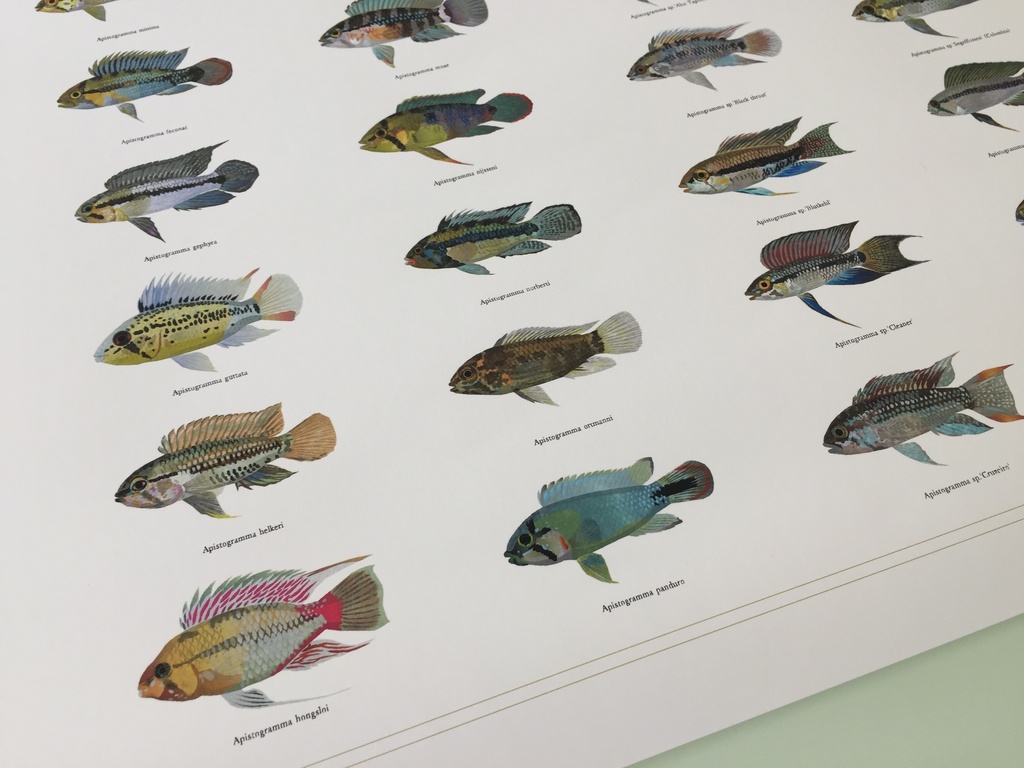 Osakanacraft A1 Drawing Poster Apistogramma