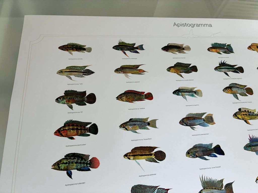 Osakanacraft A1 Drawing Poster Apistogramma