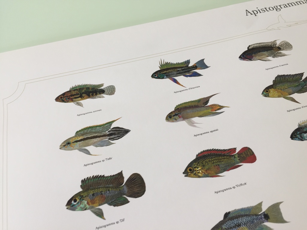 Osakanacraft A1 Drawing Poster Apistogramma