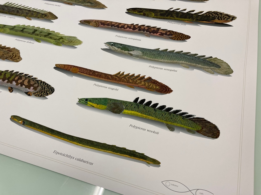 Osakanacraft A1 Drawing Poster Polypterus