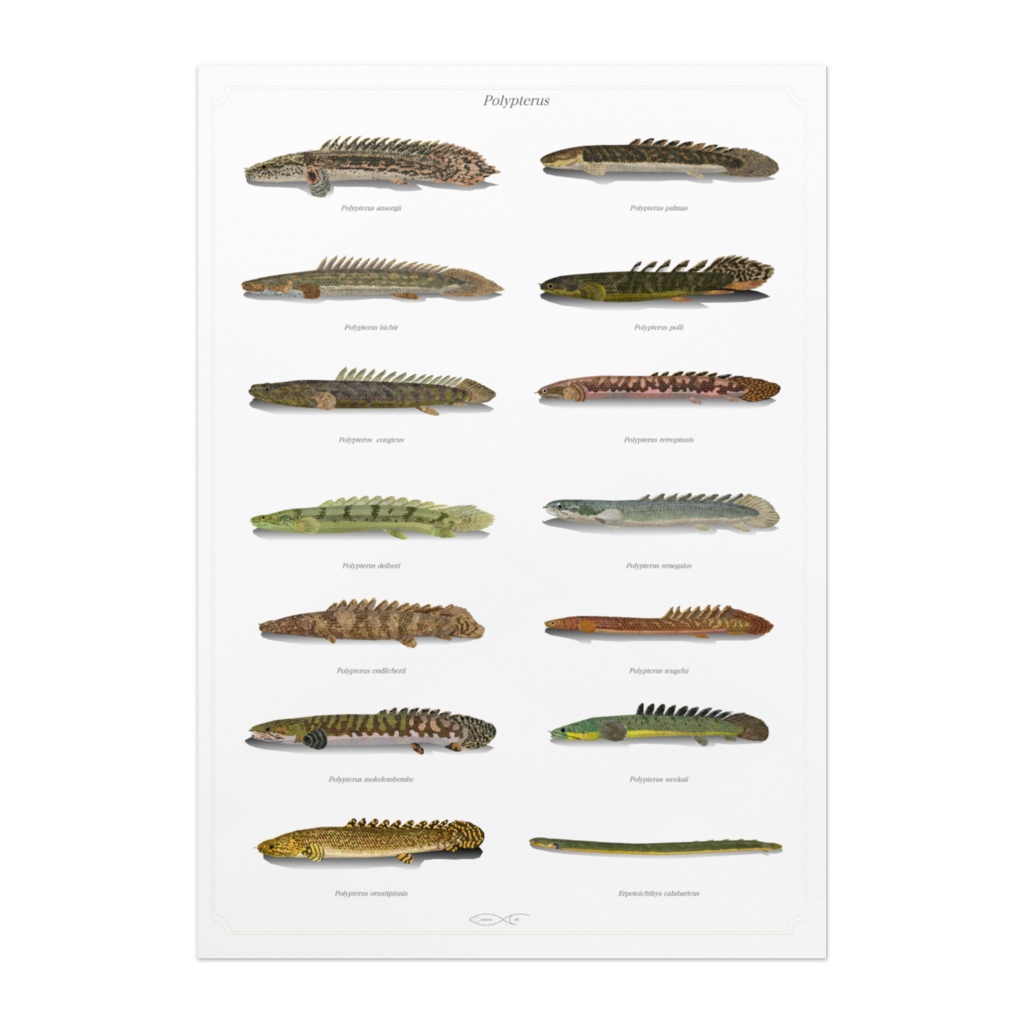 Osakanacraft A1 Drawing Poster Polypterus