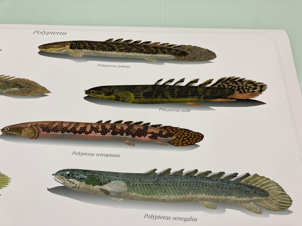 Osakanacraft A1 Drawing Poster Polypterus