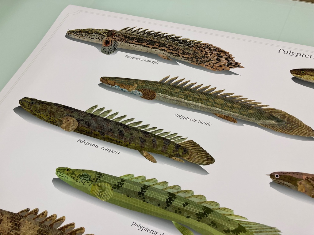 Osakanacraft A1 Drawing Poster Polypterus
