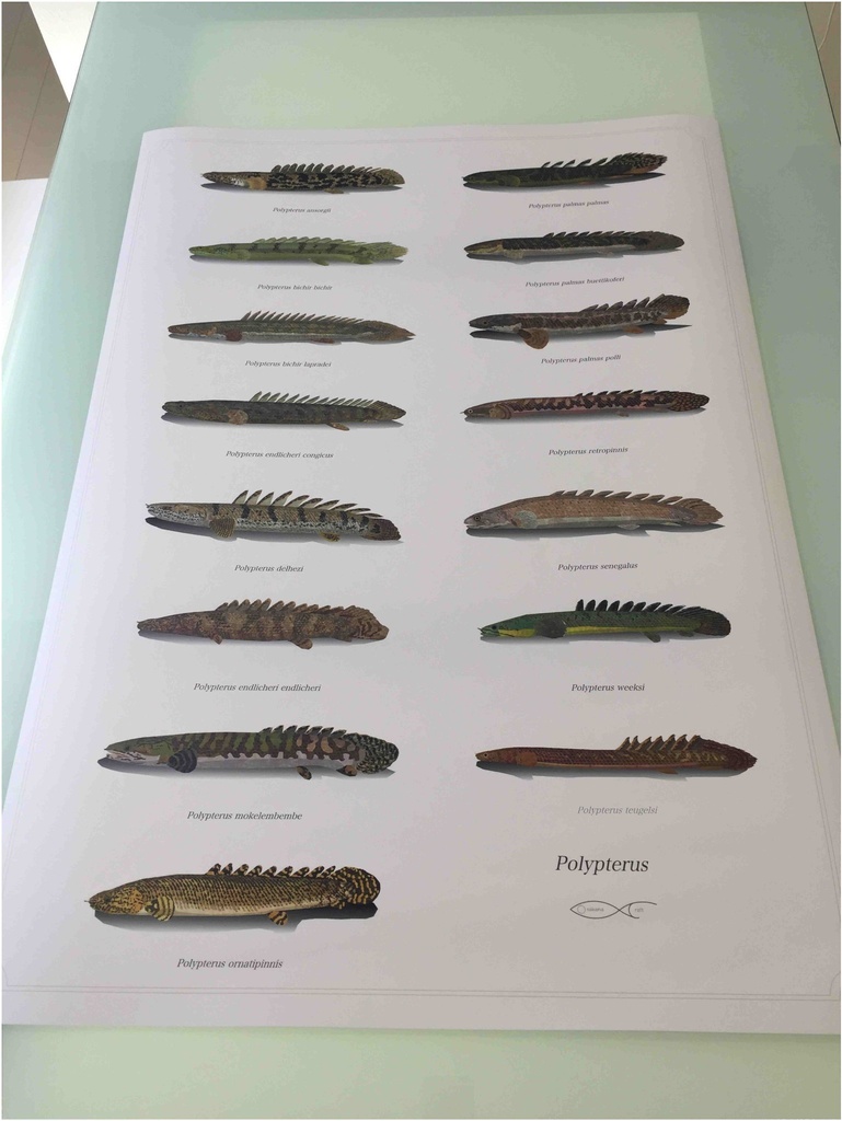 Osakanacraft A1 Drawing Poster Polypterus