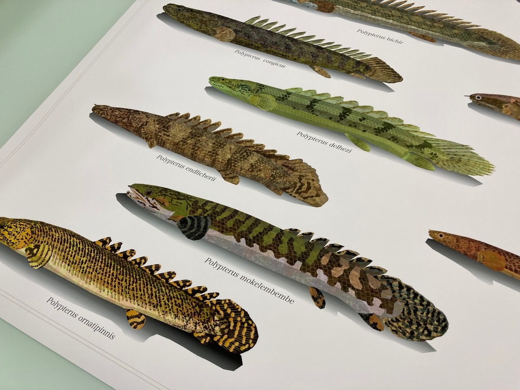 Osakanacraft A1 Drawing Poster Polypterus