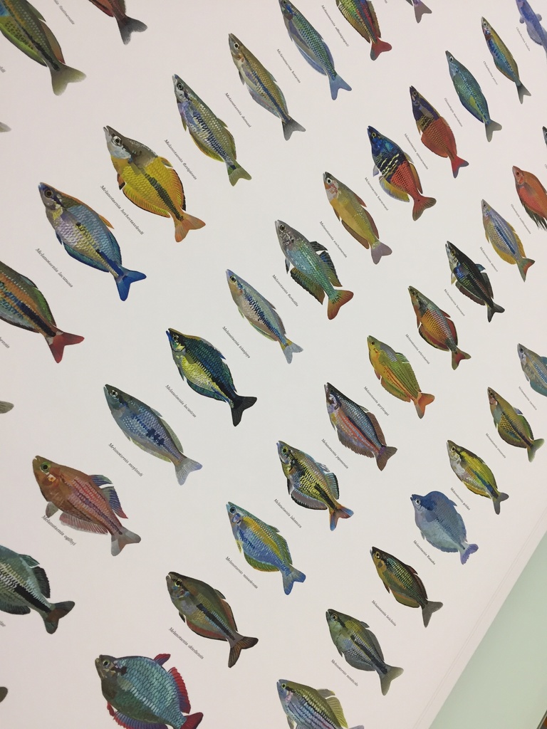 Osakanacraft A1 Drawing Poster Rainbowfish