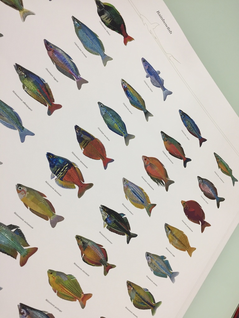 Osakanacraft A1 Drawing Poster Rainbowfish