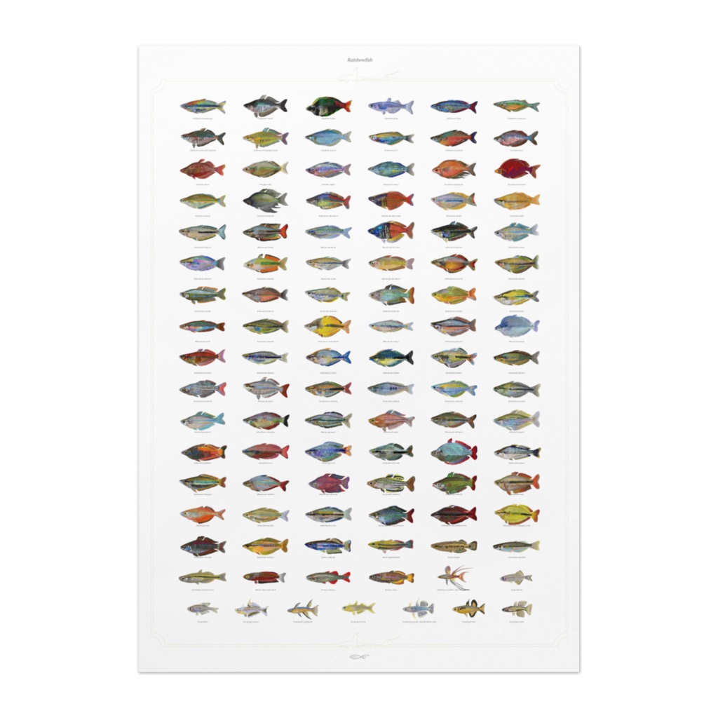 Osakanacraft A1 Drawing Poster Rainbowfish