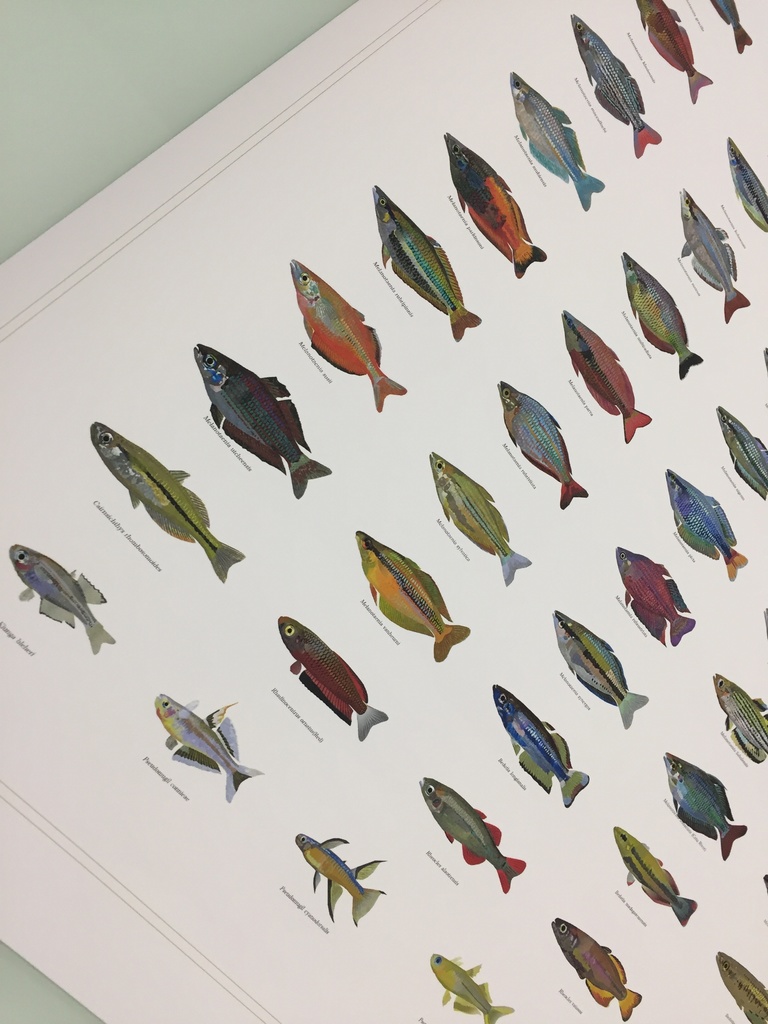Osakanacraft A1 Drawing Poster Rainbowfish