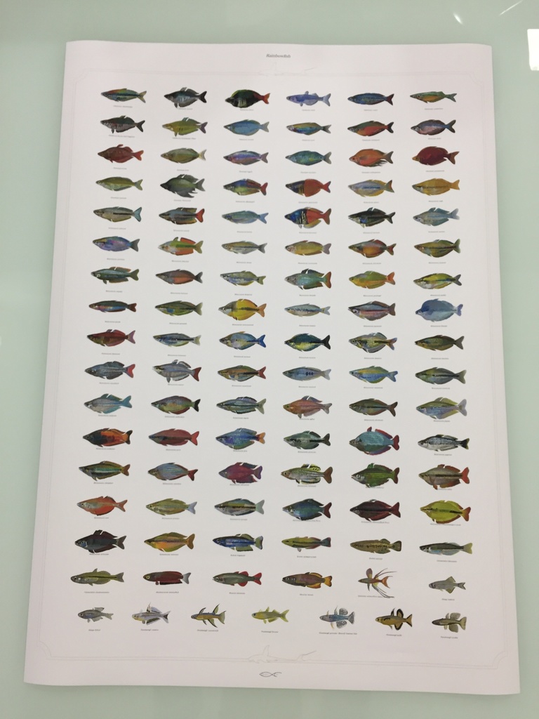 Osakanacraft A1 Drawing Poster Rainbowfish