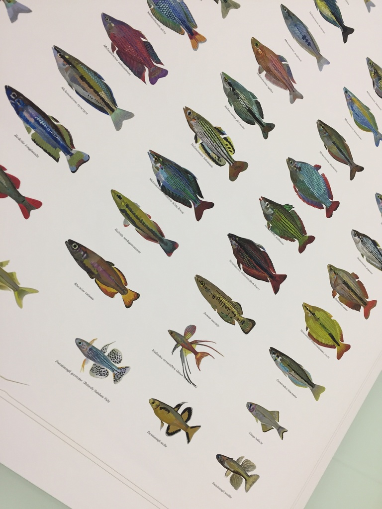Osakanacraft A1 Drawing Poster Rainbowfish