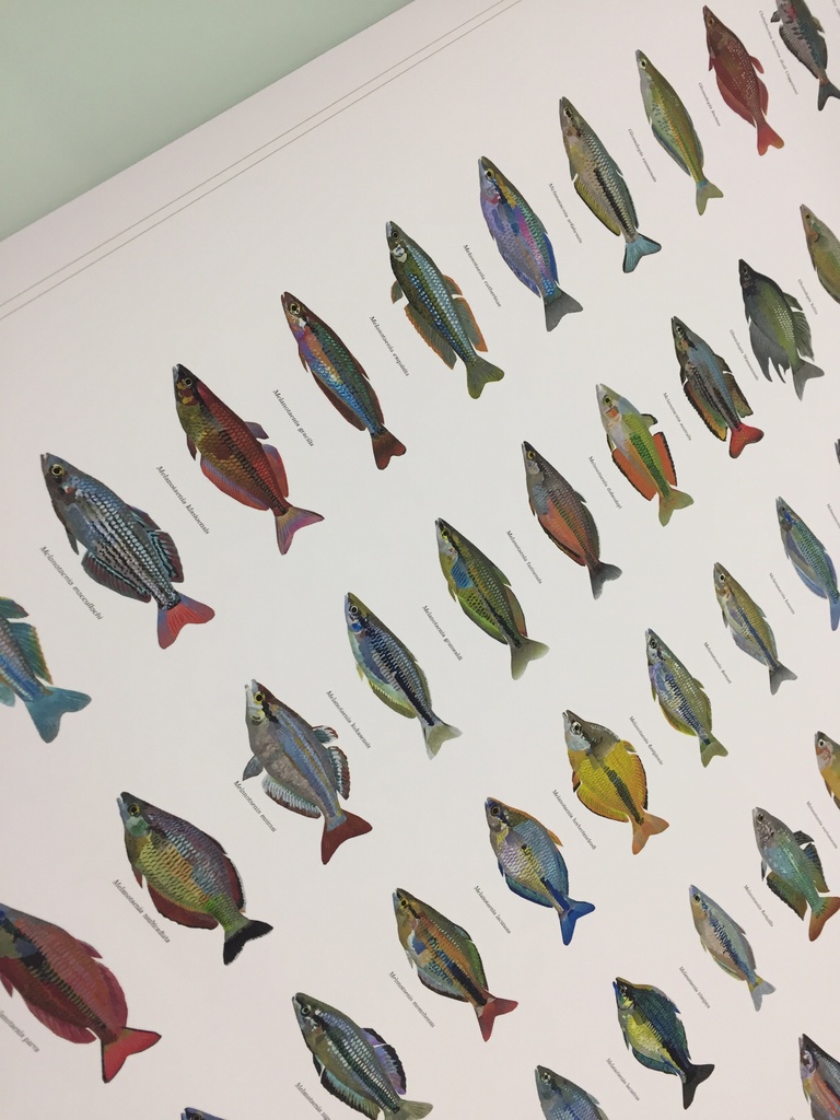 Osakanacraft A1 Drawing Poster Rainbowfish
