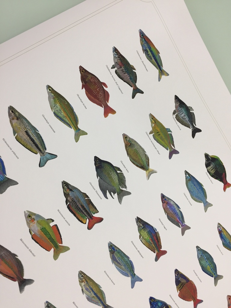 Osakanacraft A1 Drawing Poster Rainbowfish