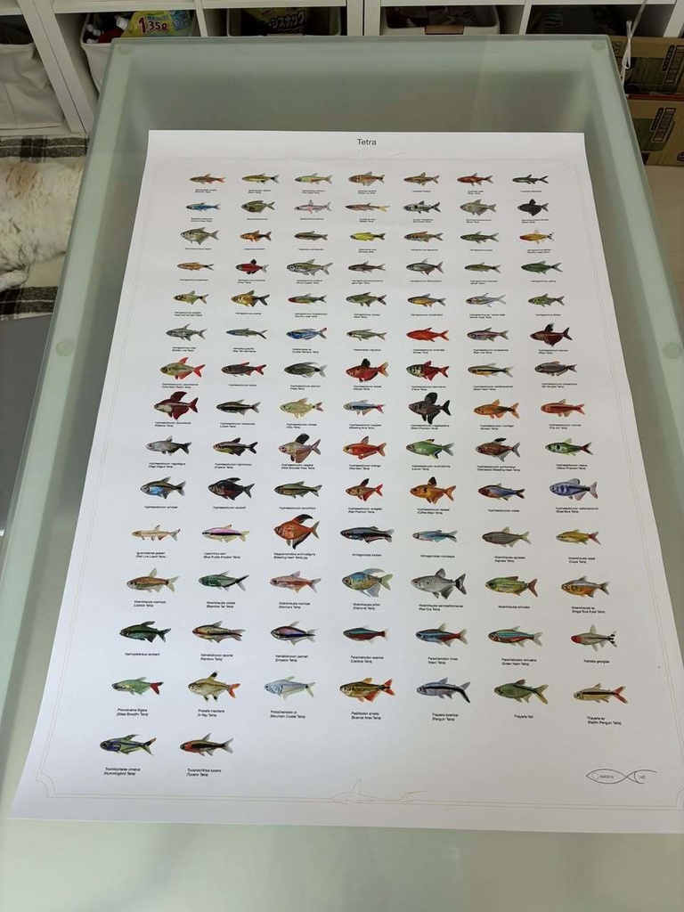 Osakanacraft Drawing A1 Poster Tetra
