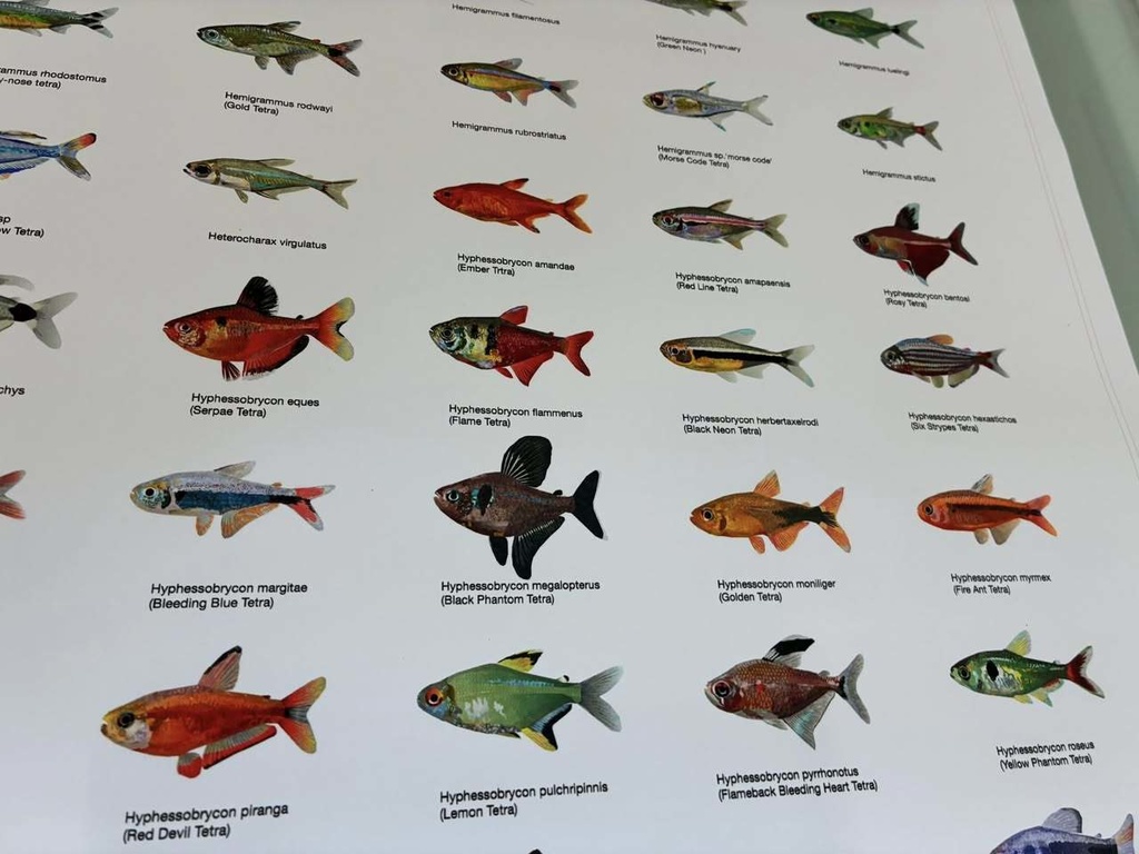 Osakanacraft Drawing A1 Poster Tetra