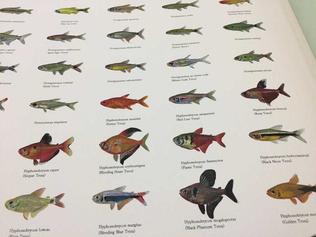 Osakanacraft Drawing A1 Poster Tetra