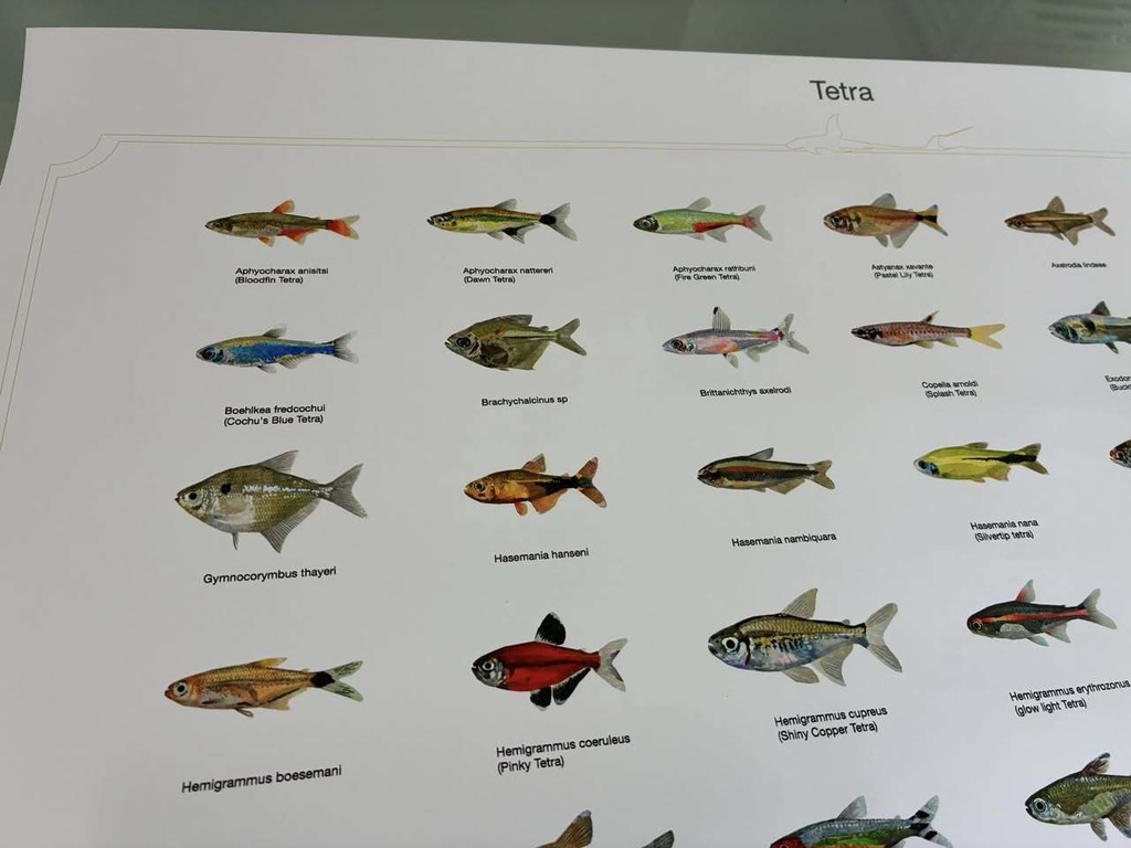 Osakanacraft Drawing A1 Poster Tetra