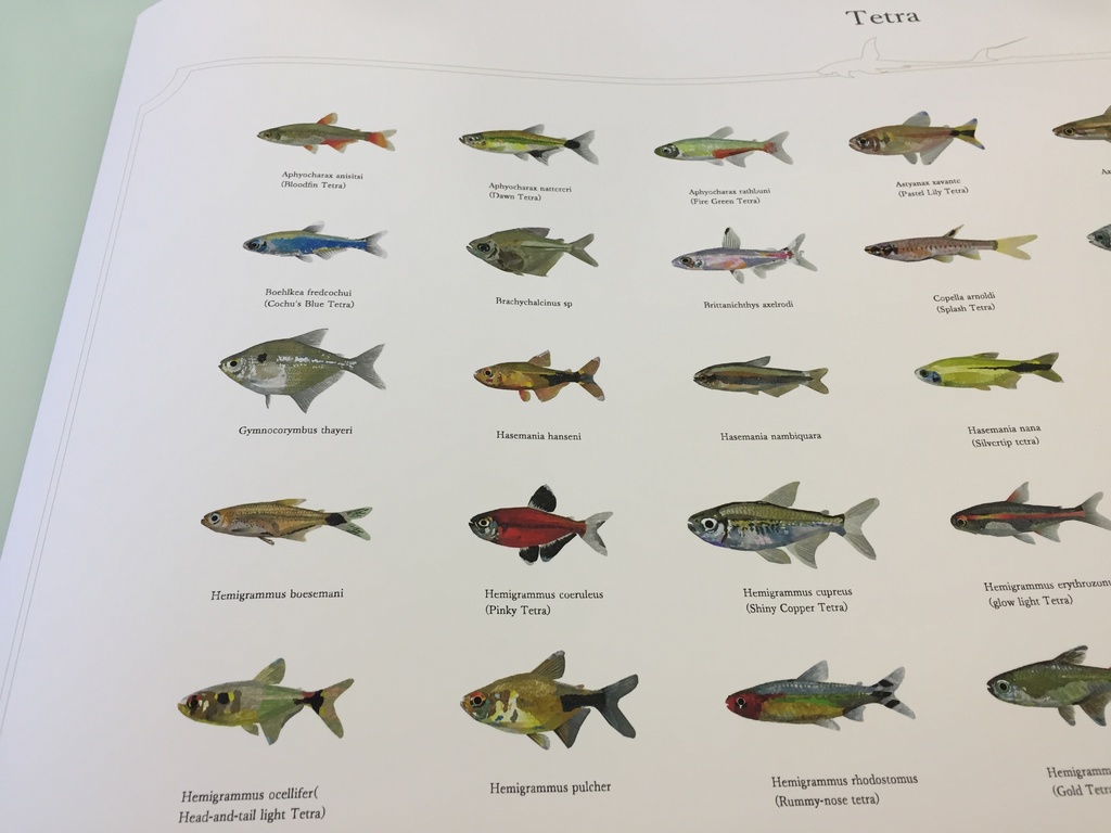 Osakanacraft Drawing A1 Poster Tetra