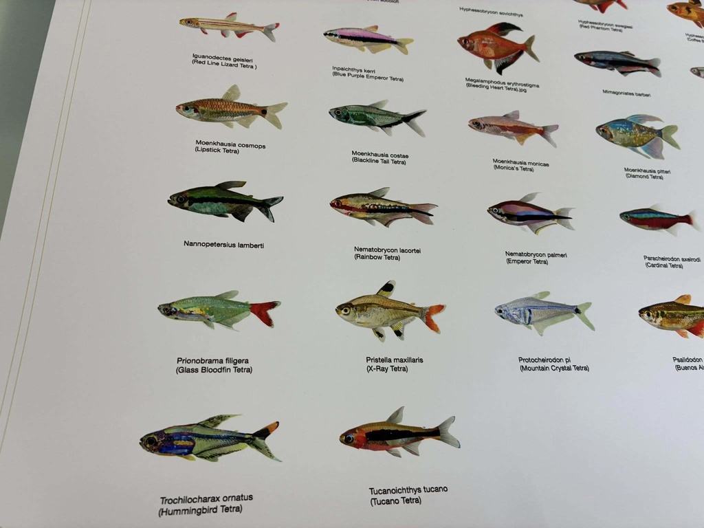 Osakanacraft Drawing A1 Poster Tetra