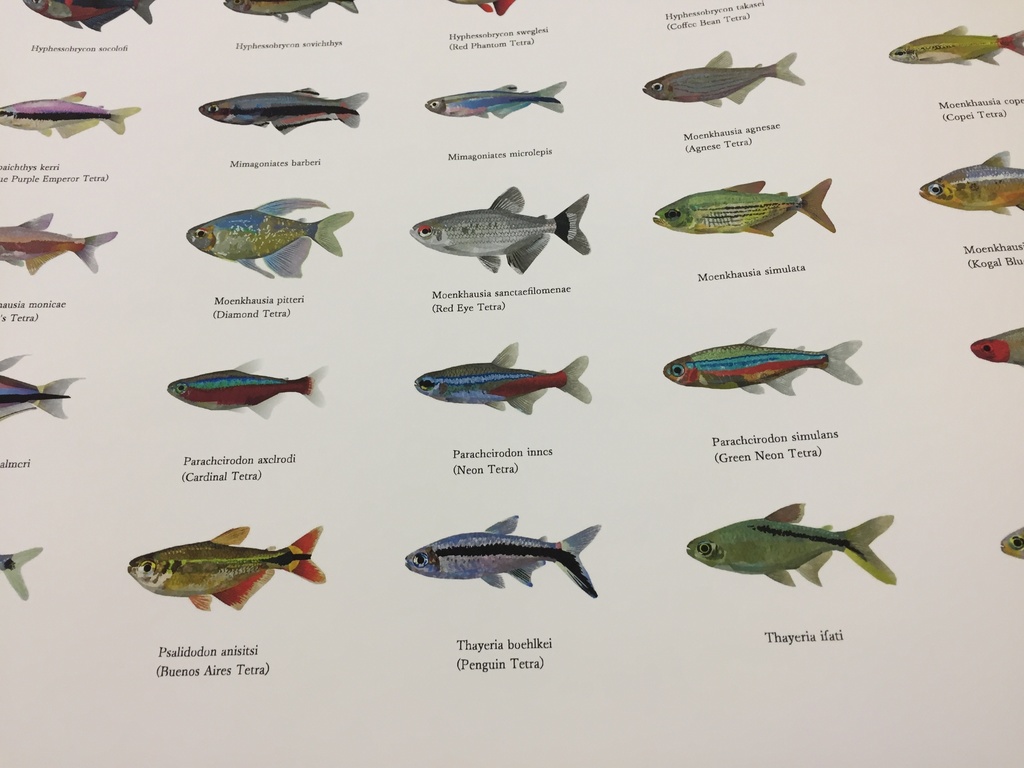 Osakanacraft Drawing A1 Poster Tetra