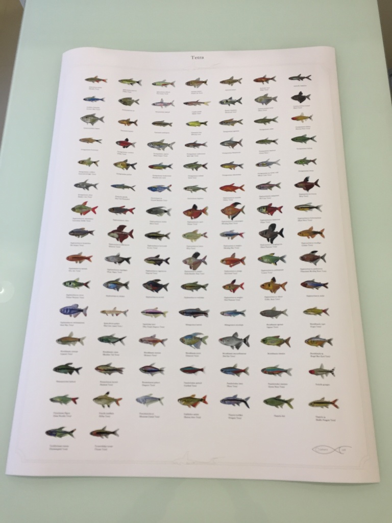 Osakanacraft Drawing A1 Poster Tetra