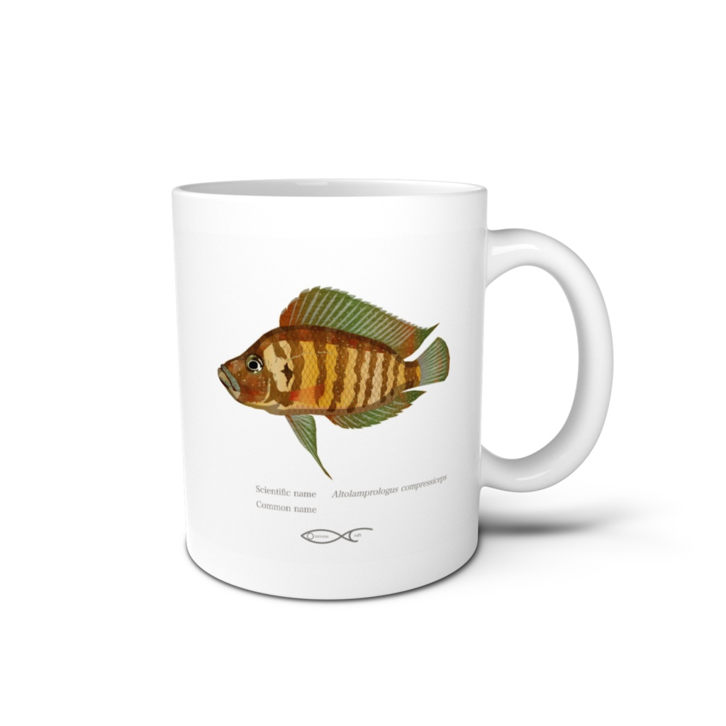 Osakanacraft Mug Cichlid African Altolamprologus compressiceps