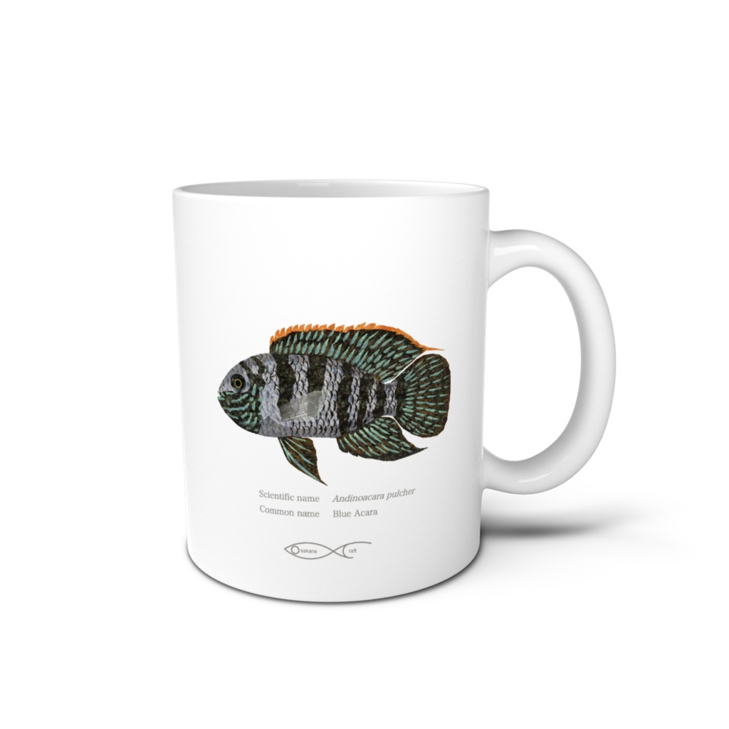 Osakanacraft Mug Cichlid South American Andinoacara pulcher(Blue Acara)