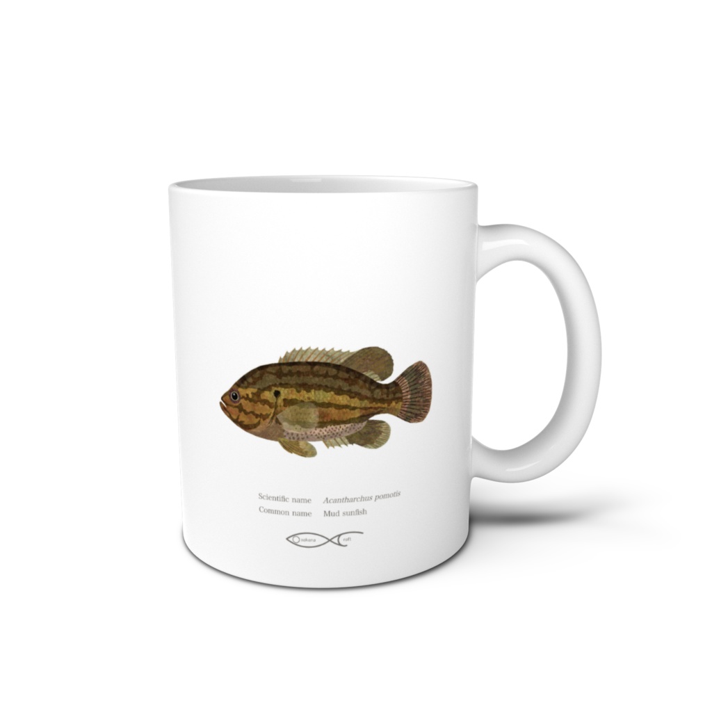 Osakanacraft Mug Sunfish Acantharchus pomotis（Mud sunfish）