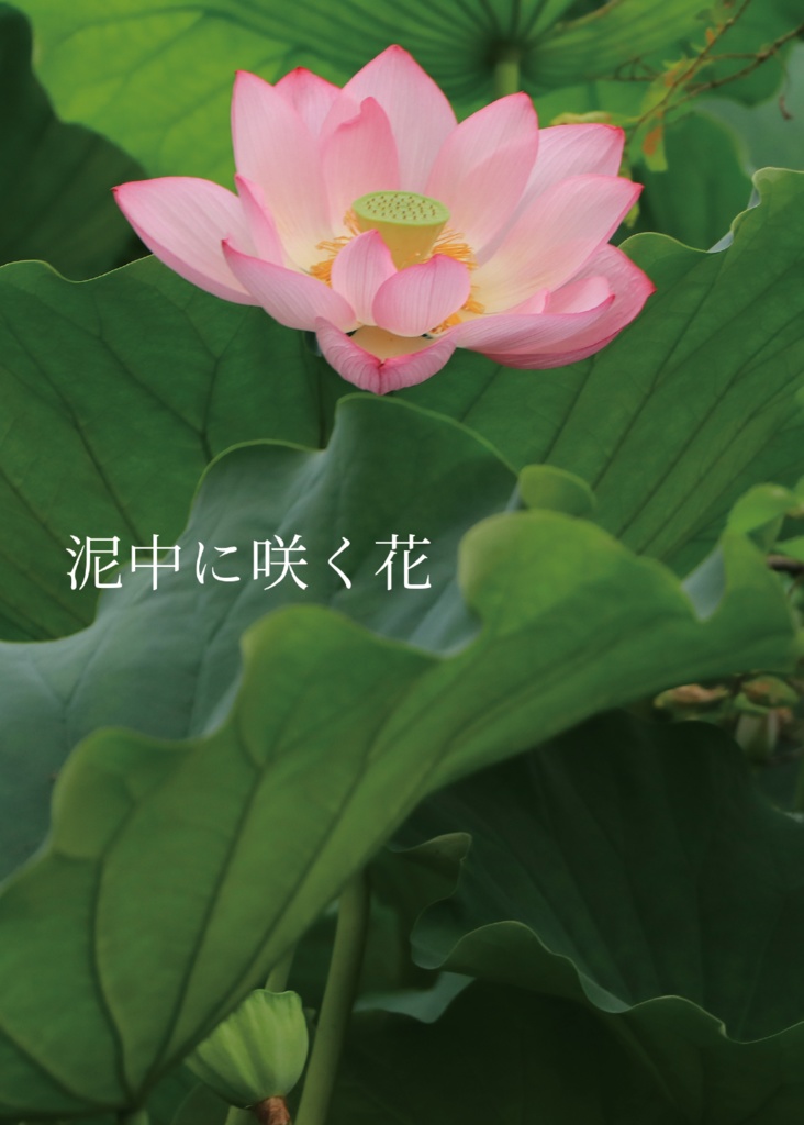 泥中に咲く花